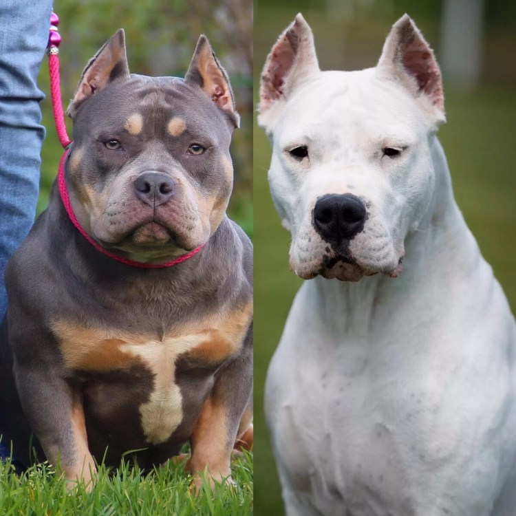 Американский булли мини покет