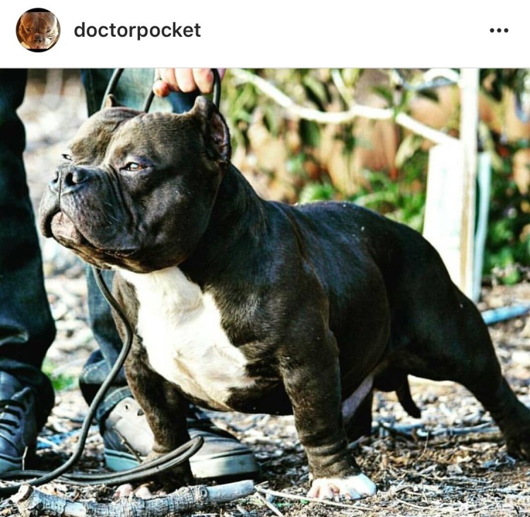 Булли рокет