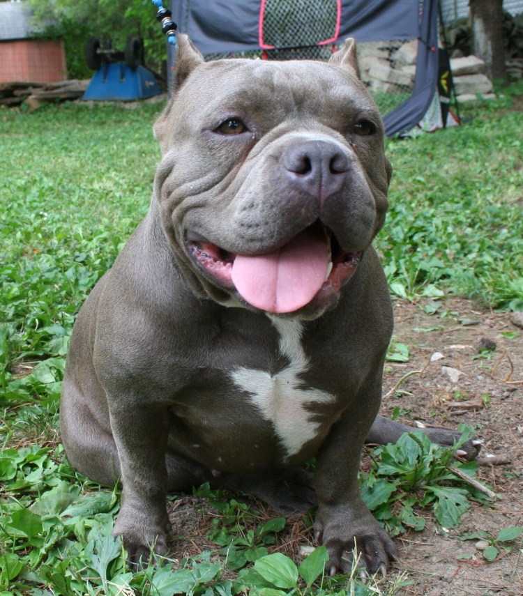 Булли американский булли