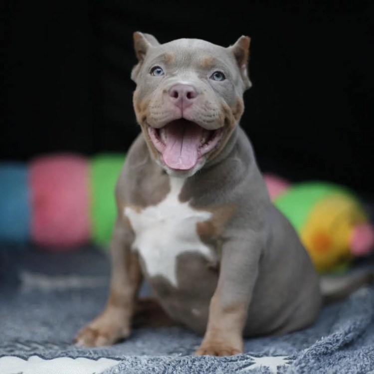 Американский булли питомник Pride Kehhei