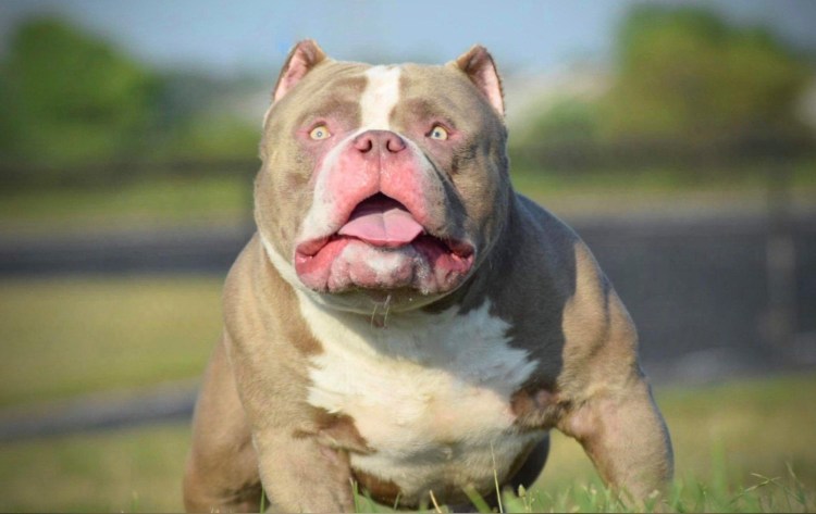 Американский булли экстрим