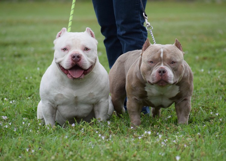 Микро покет булли