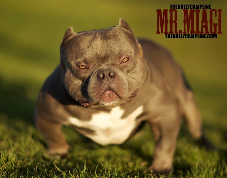 Американский булли Экзотик