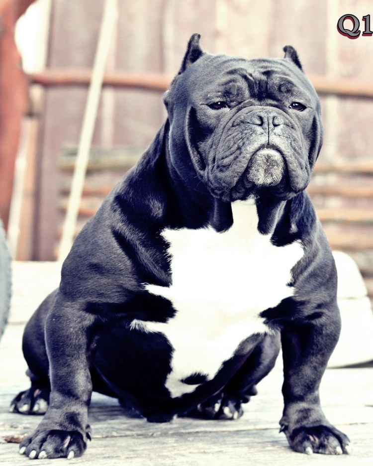 Экзотик булли о породе