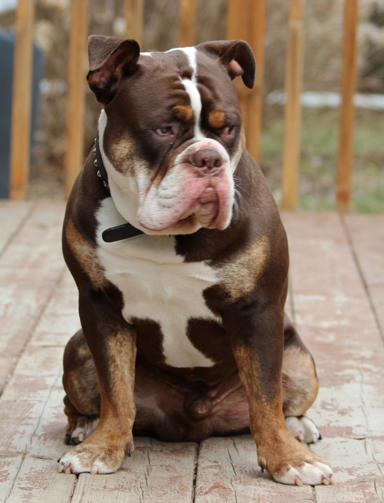 Ошейник для собаки американский булли