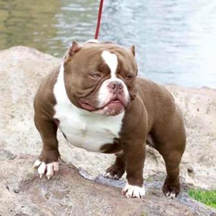 Американский булли Хазард