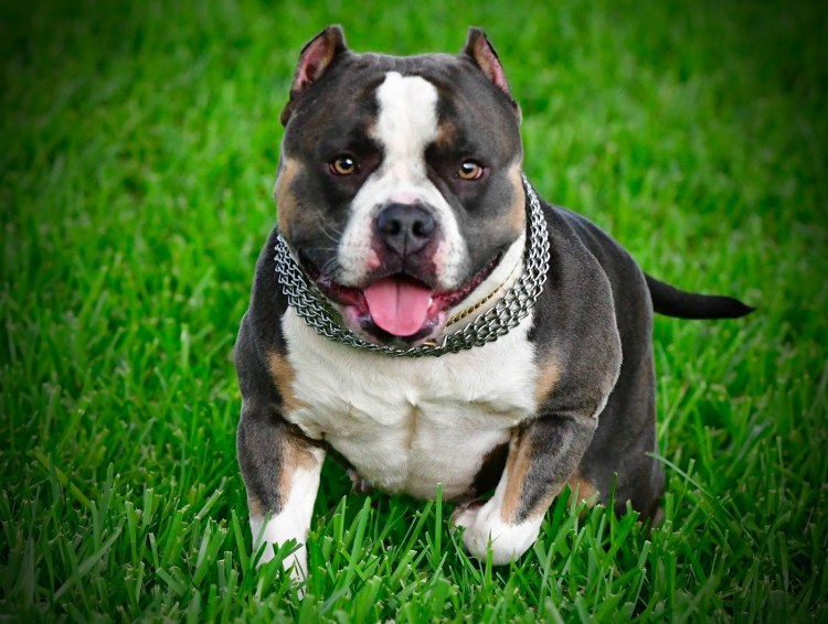 Амстафф булли покет