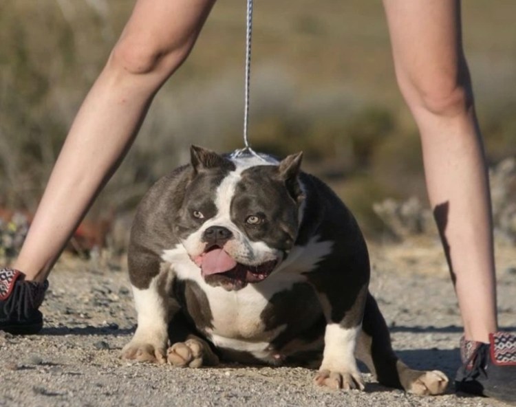 Американский булли Экзотик