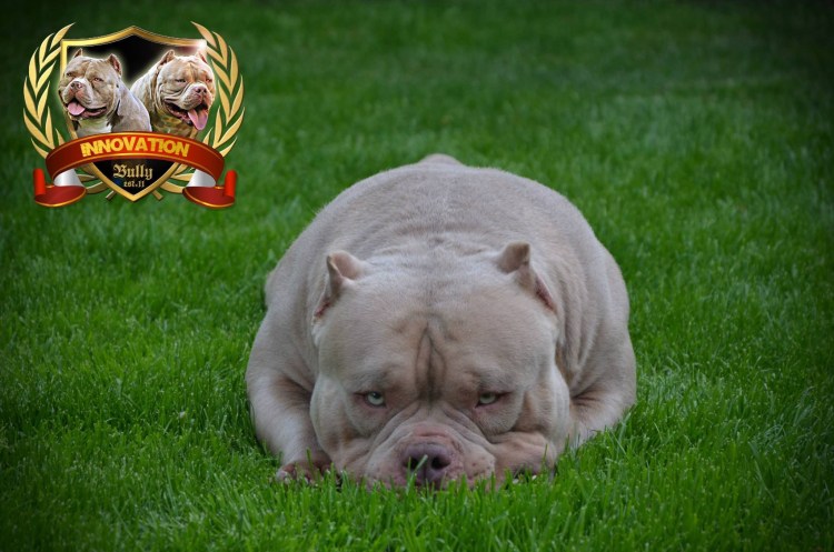 Булли Экзотик щенки