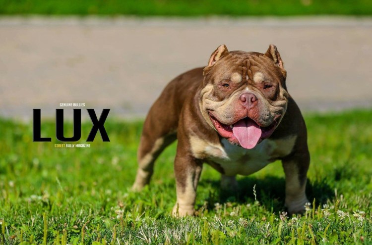 American Bully exotic