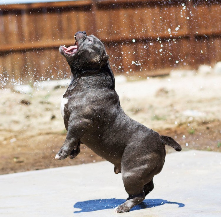 Мистер мияги булли