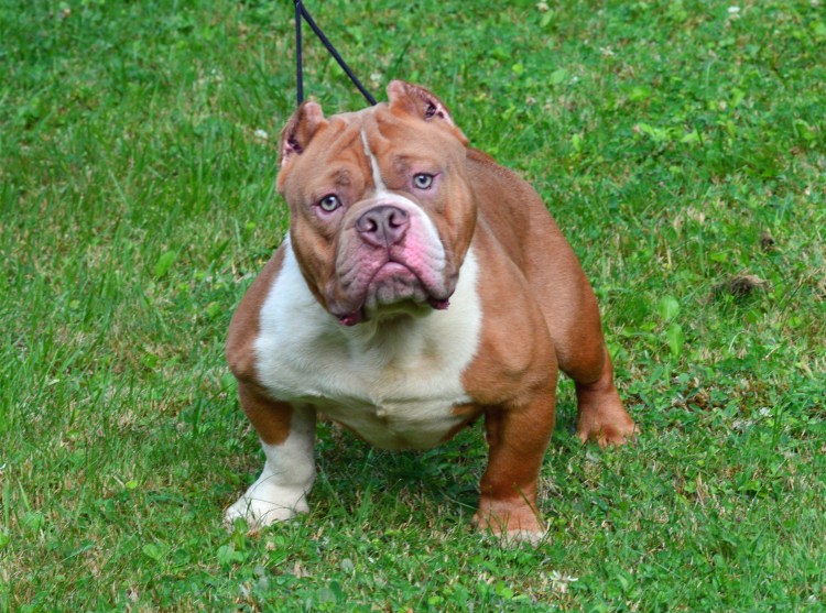 Стандарт Экзотик булли