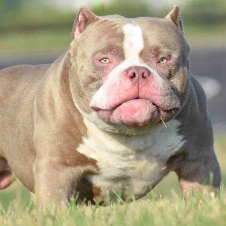 Американский булли покет