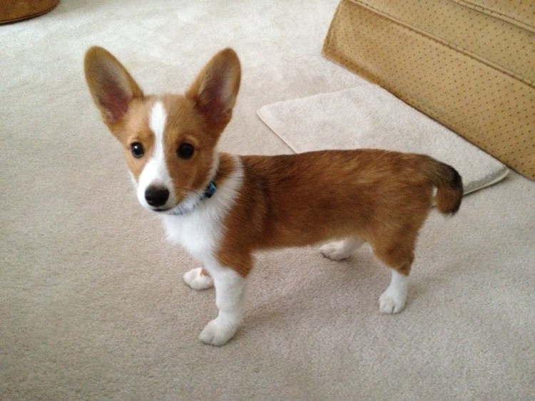 Вельш корги с длинными лапами