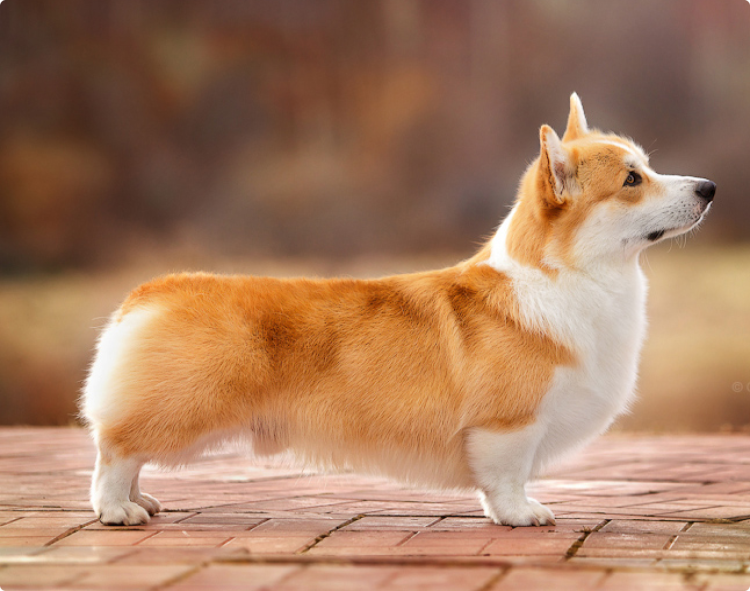 Вельш корги пемброк