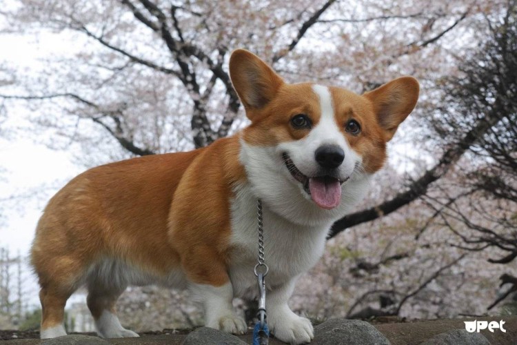 Corgi порода собак