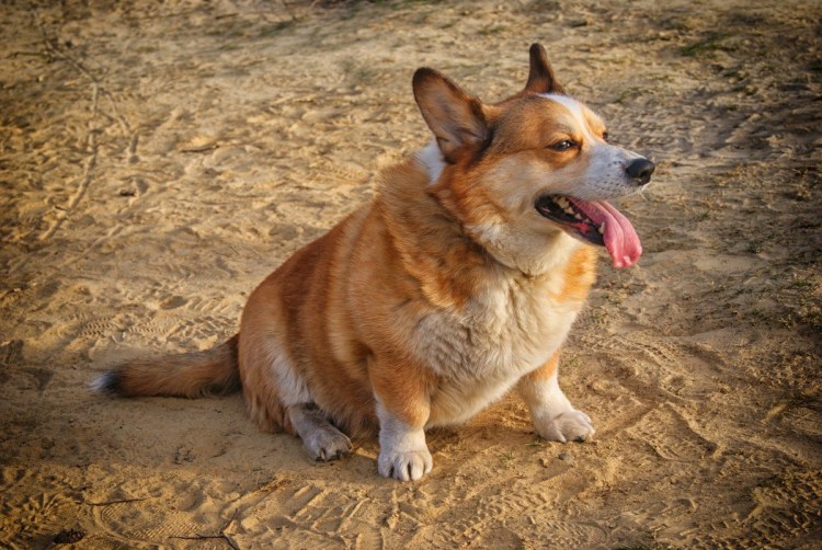 Корги пемброк овчарка