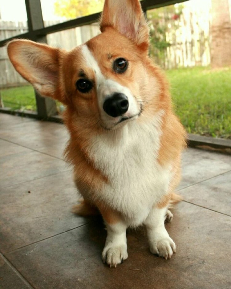 Вельш-коргов пемброков