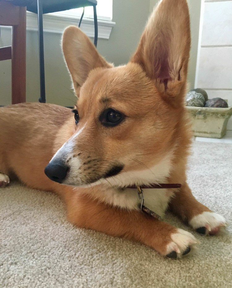 Метисы корги рыжие