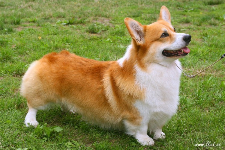 Вельш корги бобтейл