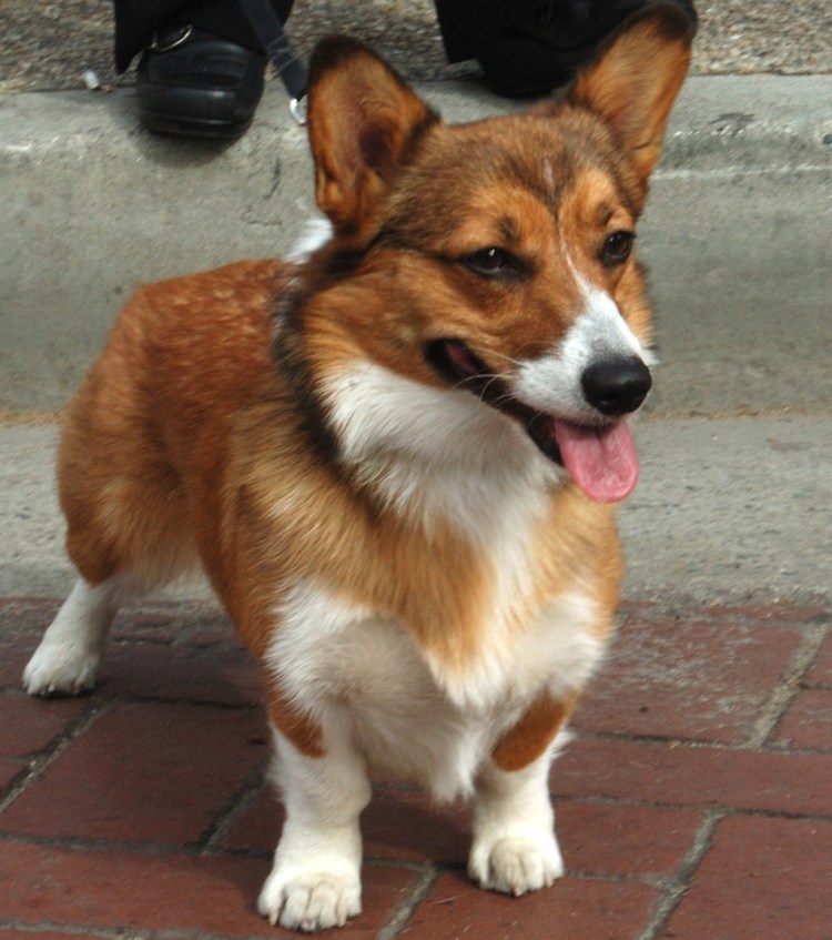 Вельш корги пемброк Соболь