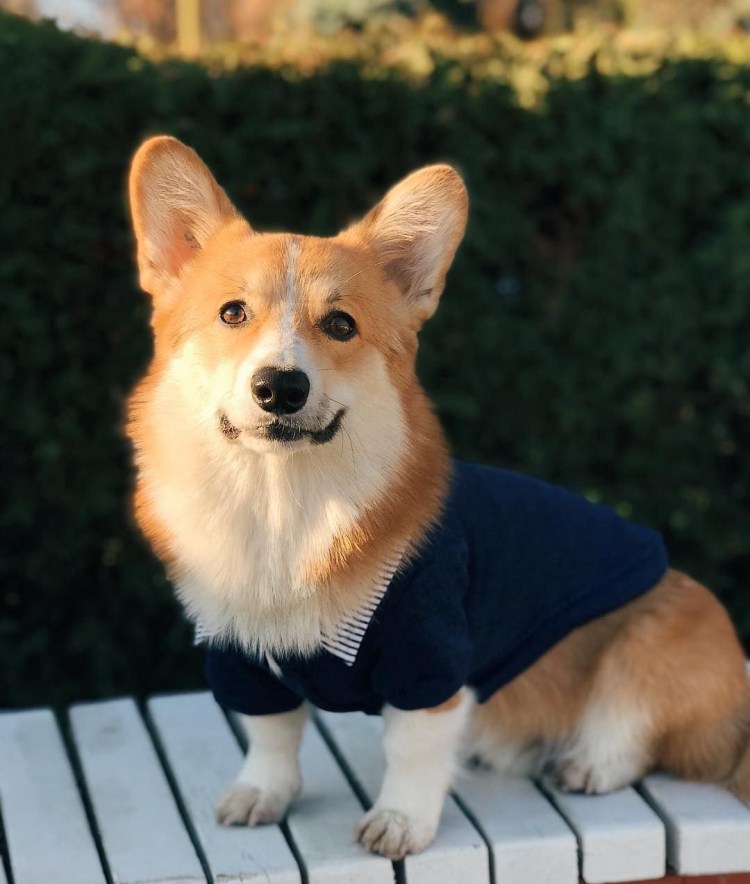 Корги Коржик блоггер