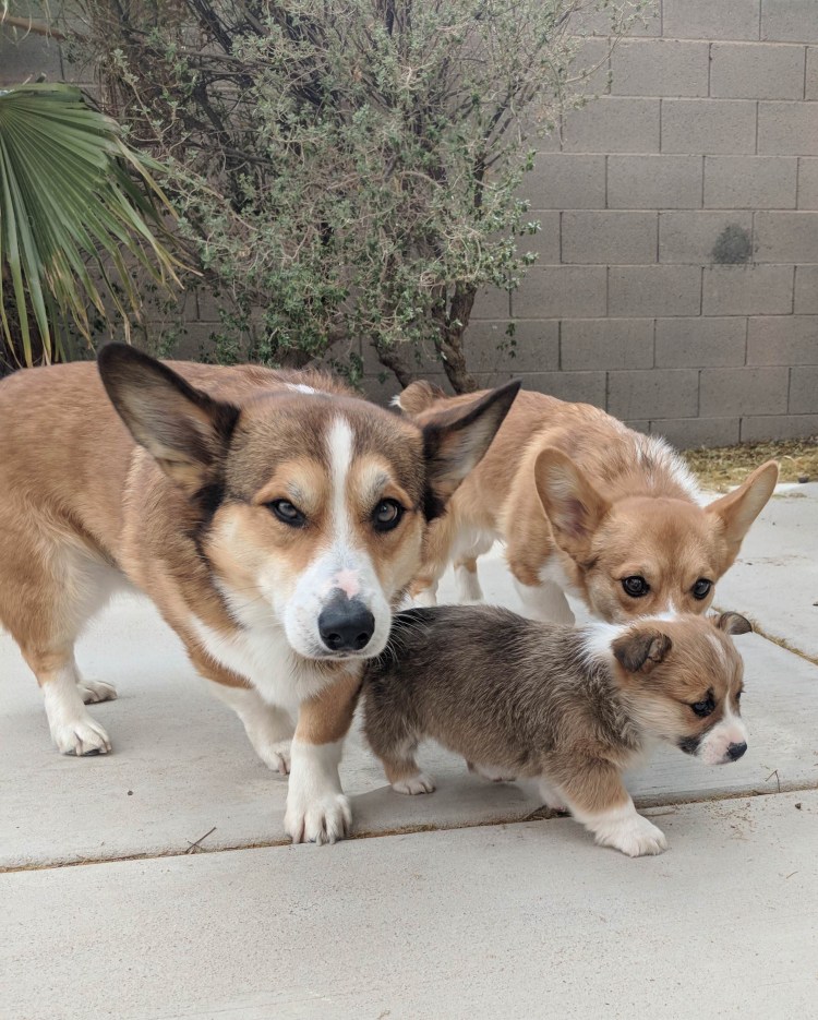 Собака корги порода корги