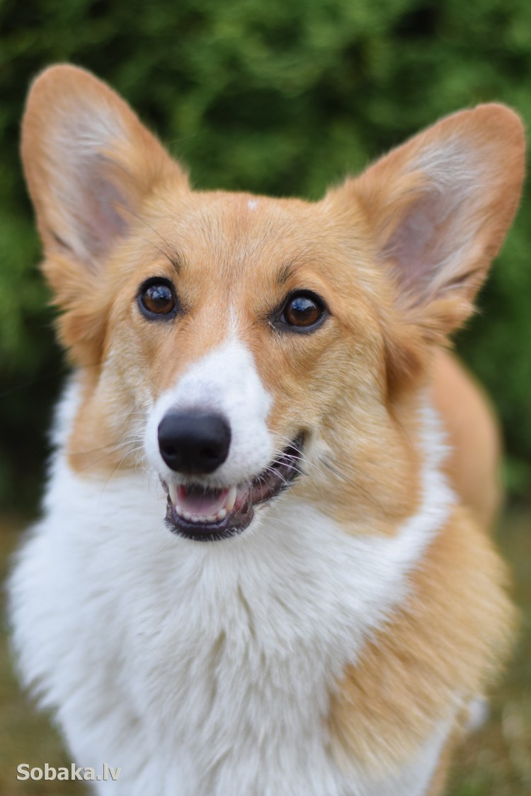 Вeльш корги пемброк
