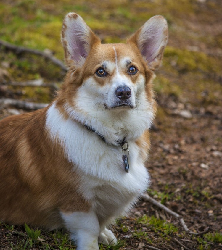 Длинношерстный корги мраморный