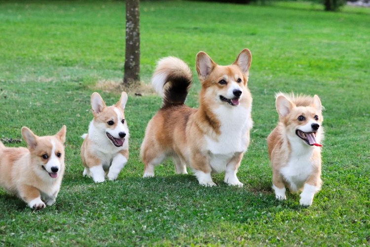 Корги Баффи