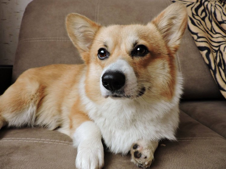 Порода вельш корги пемброк