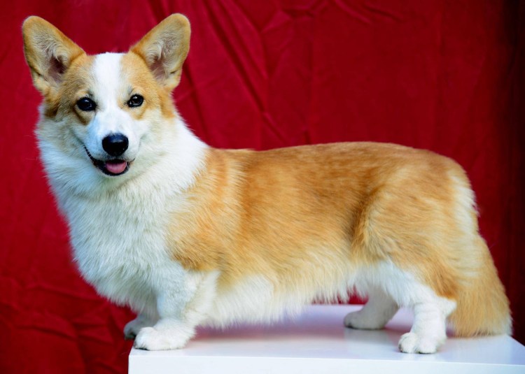 Королевский корги порода