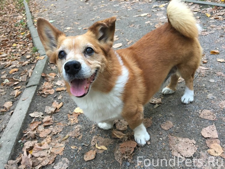 Вельш корги и чихуахуа метис