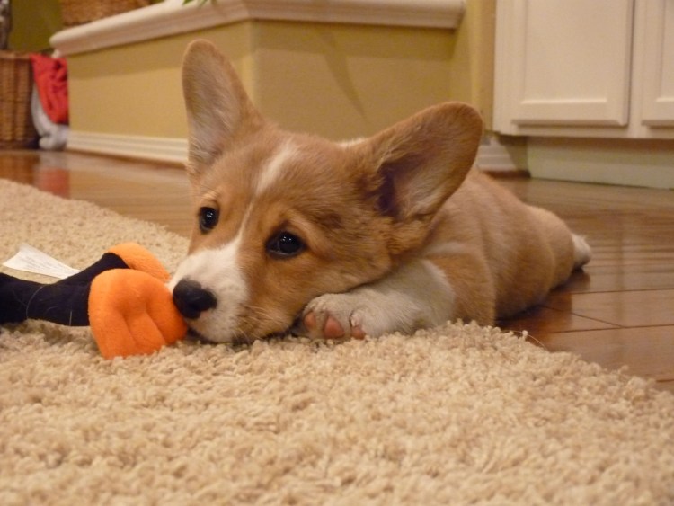 Корги терьер