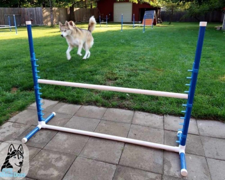 Обидиенс для корги