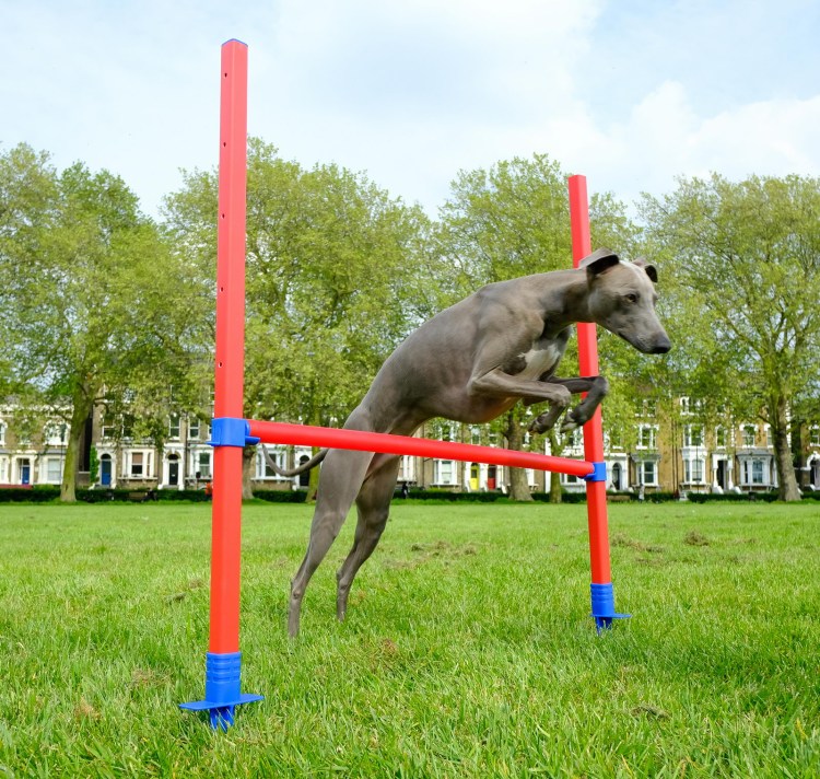 Rosewood аджилити