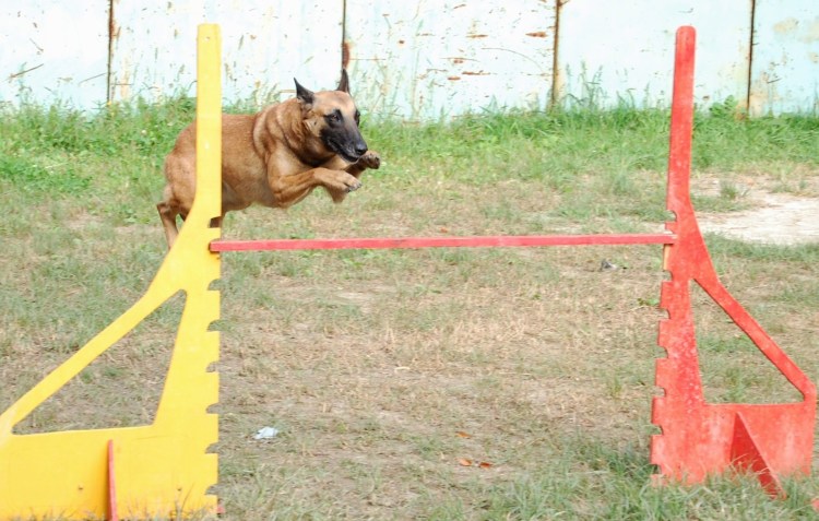 Барьер для аджилити