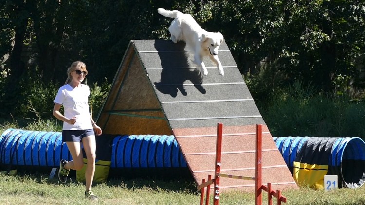 Полоса препятствий для собак аджилити