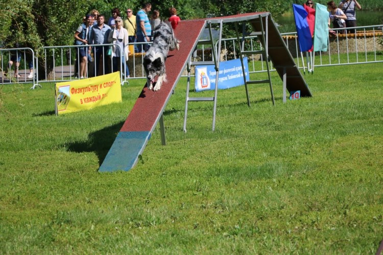 Бум аджилити