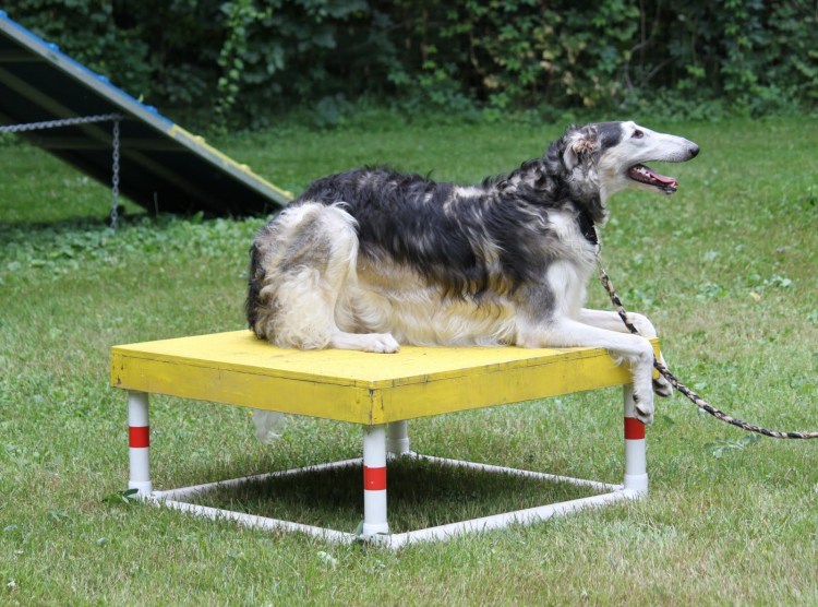 Аджилити дрессировки собак