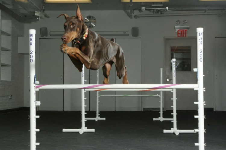 Доберман аджилити