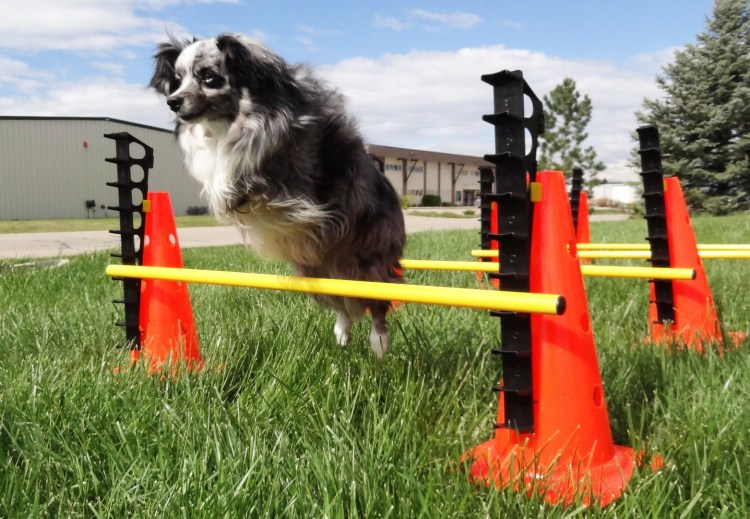 Пекинес аджилити