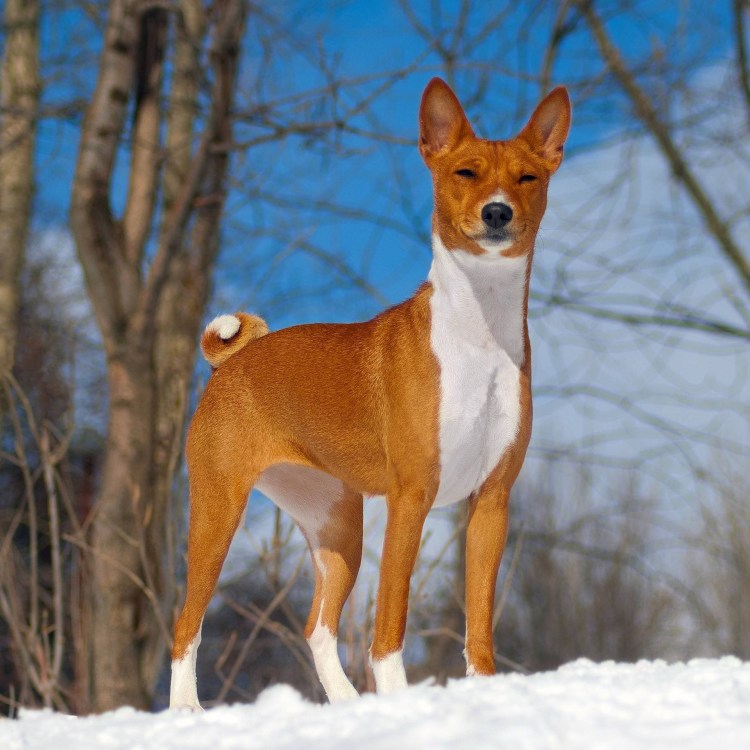 Басенджи Африканская нелающая