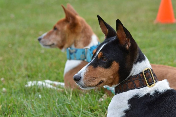 Нелающая собака басенджи