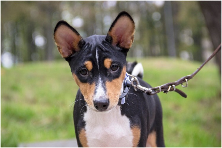 Порода собаки басенджи черная