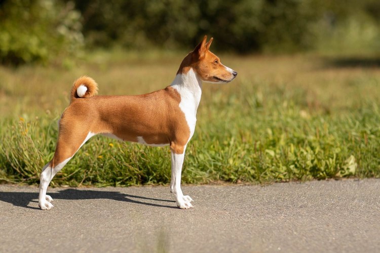 Басенджи Африканский молчун