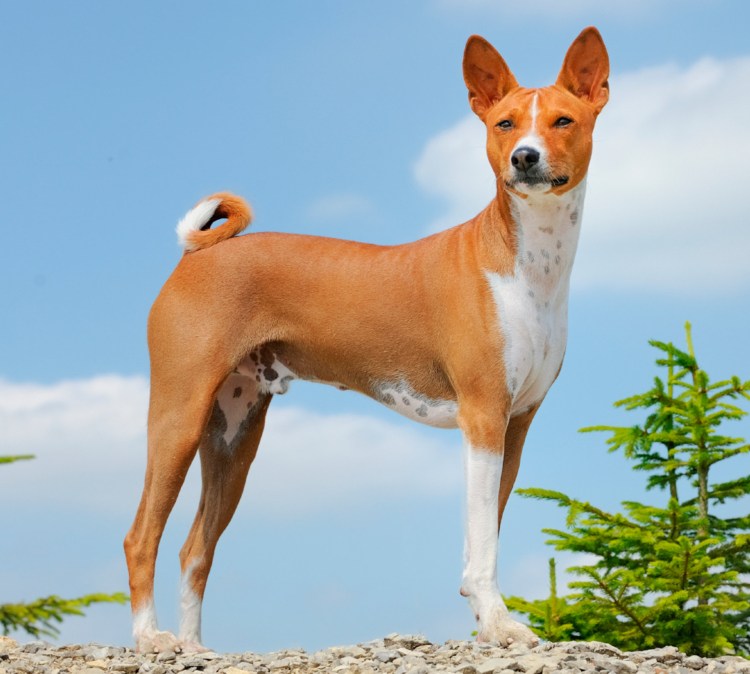 Порода собак басенджи