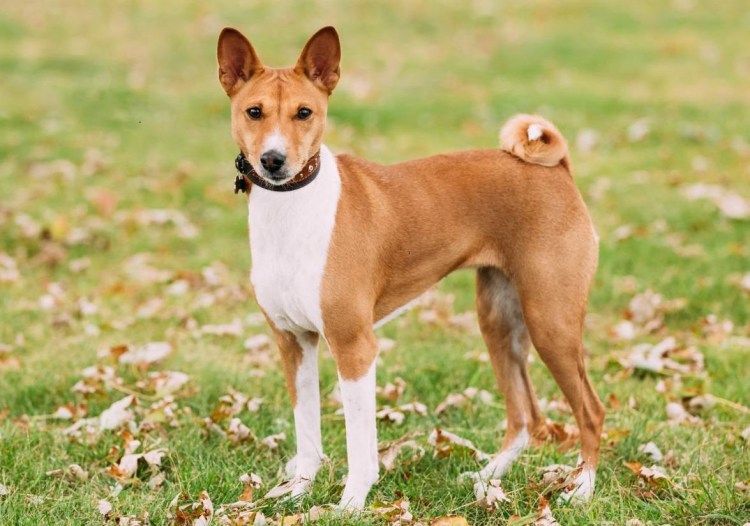 Порода собак басенджи