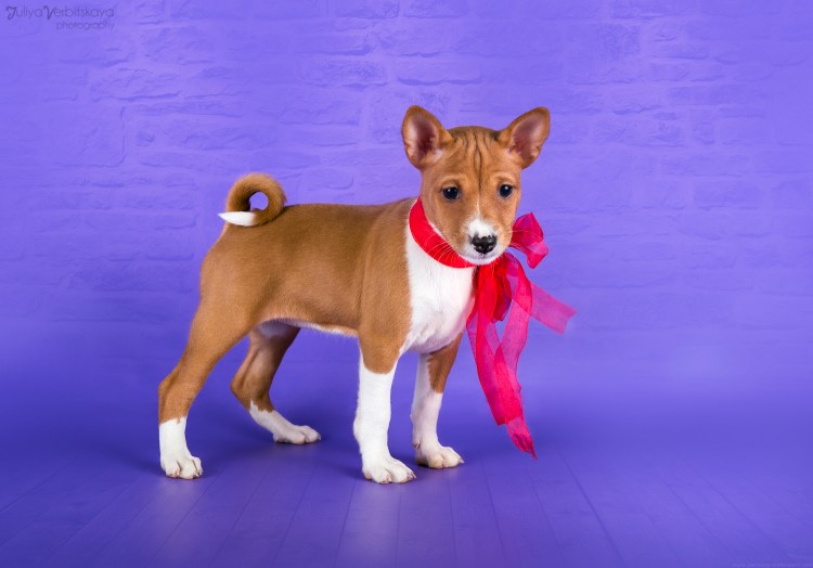 Метис басенджи