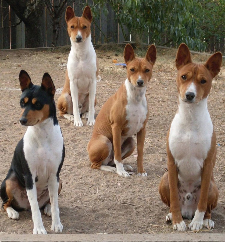 Басенджи палевый